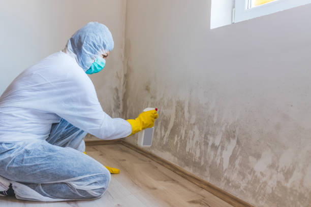 Black mold inspection in Stillwater
